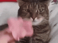 Cat Vine GIF
