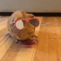These Guinea Pigs Prove They are Too Cool For School
