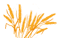Wheat Novruz Sticker by Bravo Supermarket