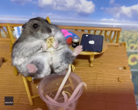 Hamster GIF by Storyful