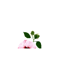 Happy True North Sticker by Caroline Spence