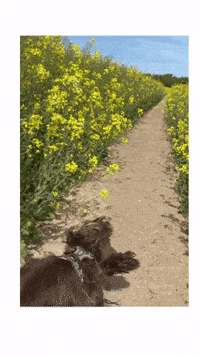 Cockeren_houdini bye run no way fast GIF