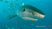 discovery eye roll GIF by Shark Week
