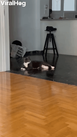 Man Chases Cat, Cat Chases Man 
