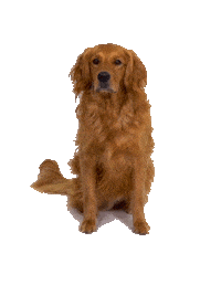 Lay Down Golden Retriever Sticker by Anna Victoria