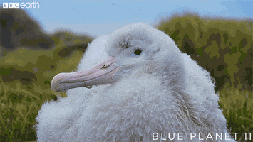 Sassy Blue Planet GIF by BBC Earth