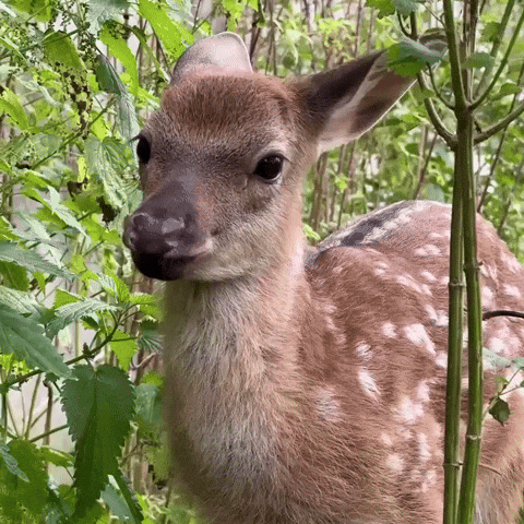 Beauty Deer GIF by more love