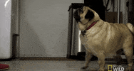 nat geo wild yukon vet GIF by Dr. Oakley, Yukon Vet