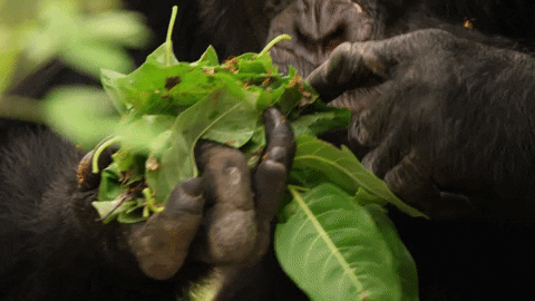 chimp eating GIF by BBC Earth