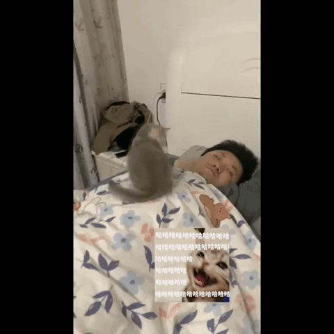 cuteanimalland giphyupload GIF