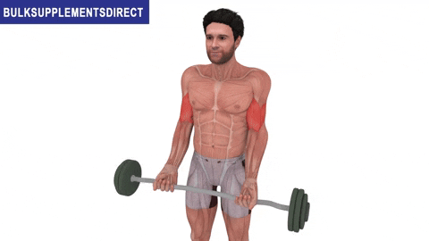 BulkSupplementsDirect giphyupload bulksupplementsdirectcom short head biceps exercises ez bar curls GIF
