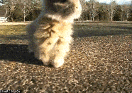 bunny dancing GIF by Cheezburger