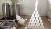cockatoo GIF
