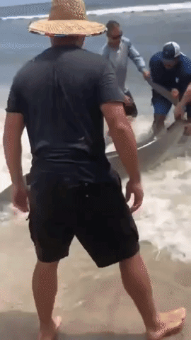 Beachgoers Watch as Fishermen Release Hammerhead