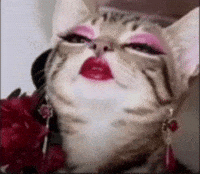 Bad Cat Kitten GIF