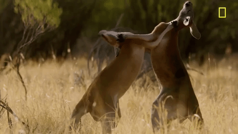 nat geo fighting GIF by National Geographic Channel