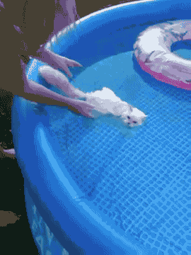 cat pool GIF