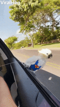 Super Bird Surfs From Car