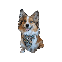 Star Wars Corgi Sticker by Geekster Pets