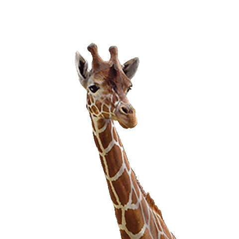 Giraffe Day Trip Sticker by Insomniac Events