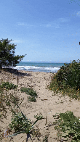 Simongip giphyupload GIF