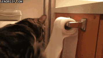 Toilet Paper Cats GIF
