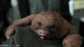 Tired Sloth GIF
