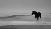 horse GIF