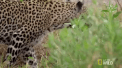 nat geo wild leopard GIF by Savage Kingdom