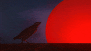 Flying Fleet Foxes GIF by ANTI- Records