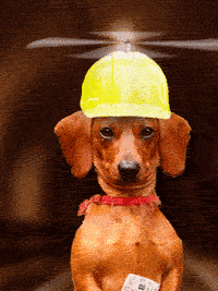 dog ride GIF