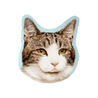 hellodutch  Sticker