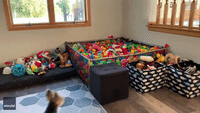 Trio of Terriers Have a Ball in a Ball Pit