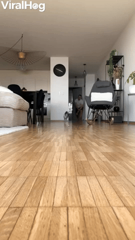 Cat Crashes into the Camera