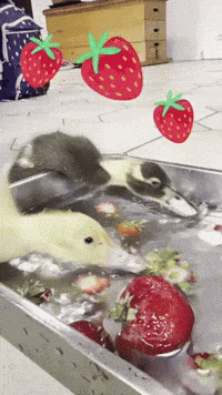 Summer Duck GIF