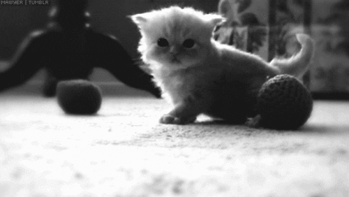kitten worlds GIF