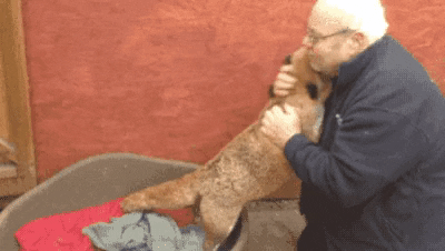 cuteanimalland giphyupload GIF