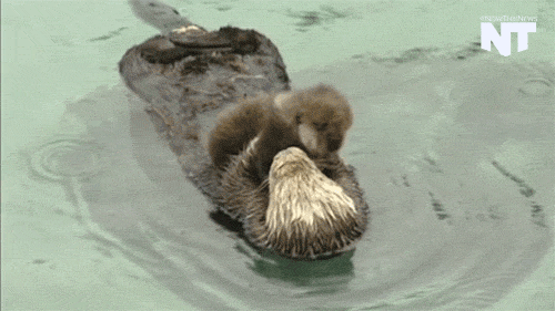 Video gif. Mother otter floats on her back, snuggling her fuzzy baby on her chest.