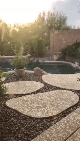 Woman Catches Three Bobcats Enjoying a Drink From Her Pool