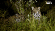 big cat week jaguar supercat GIF by Nat Geo Wild 
