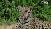 Savage Kingdom Big Cat Week GIF by Nat Geo Wild