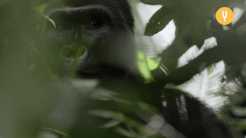 Monkey Eating GIF by CuriosityStream