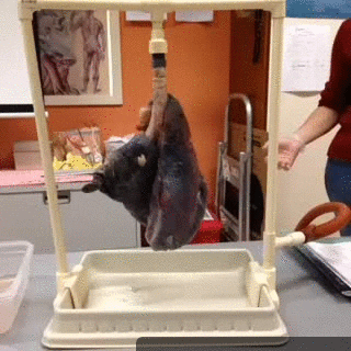 smoker difference GIF