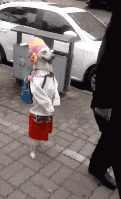 DESCRIÇÃO DA IMAGEM: cachorro andando pela rua sobre duas patas, vestindo uma saia vermelha, uma blusa branca, mochila azul e um gorro amarelo com pompom.
inFlux English School - Roupas em inglês: como pedir o que procura em uma loja