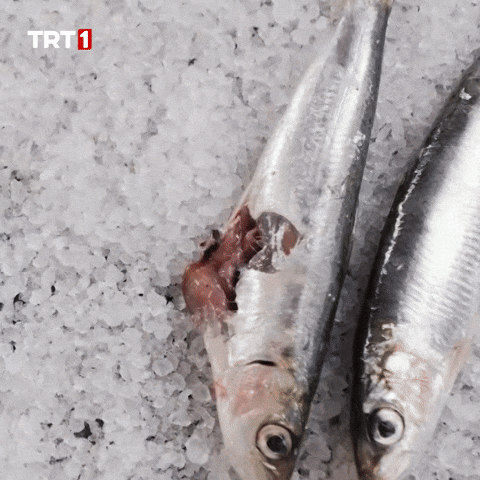 Fish Eat GIF by TRT