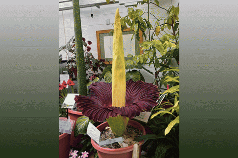 PopularScience giphyupload corpse flower GIF