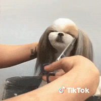 Chat Bonjour GIF by TikTok France