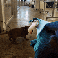 angry birds GIF by GIPHY CAM
