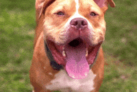 Dog What GIF