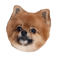 pomeranian STICKER by imoji